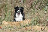 BORDER COLLIE 320